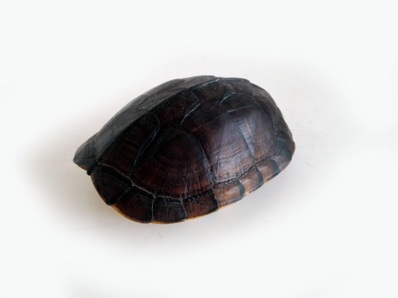 caparazon tortuga taxidermia 7x17x13 (14eu.) 1u